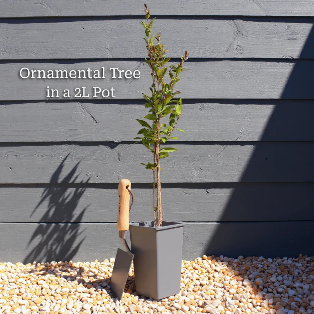 2ft Dogwood Tree | Cornus kousa | 2L pot