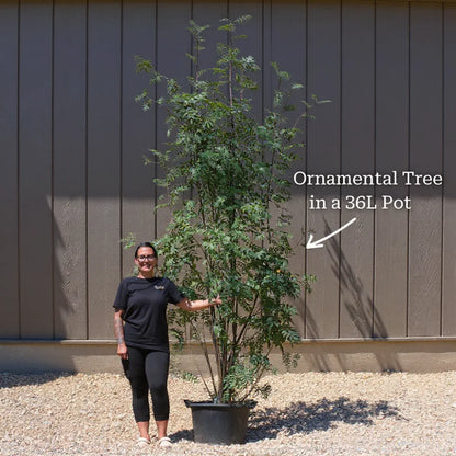 10ft Multi-Stem Mountain Ash Rowan Tree | Mature Sorbus aucuparia | 36L Pot | 4 Years Old