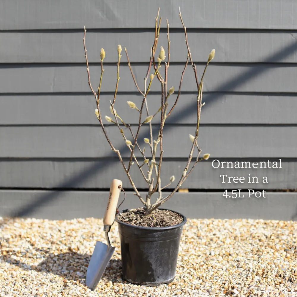 4ft White Flowering Dogwood Tree | Cornus florida 'Autumn Gold' | 4.5L Pot