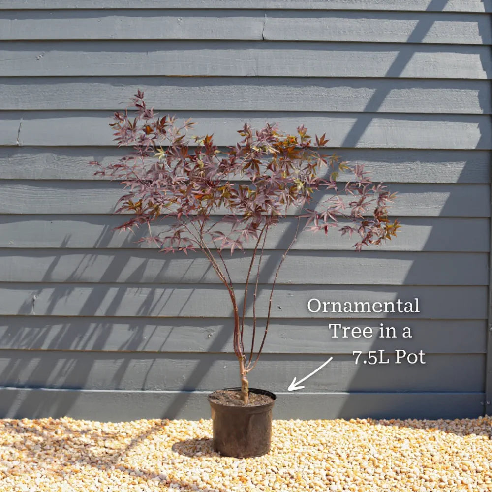 4ft Red Japanese Maple Tree | Acer palmatum 'Fireglow' | 7.5L Pot