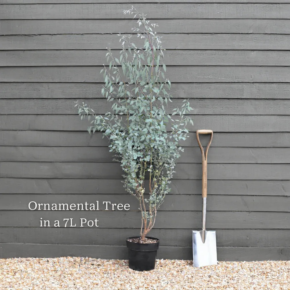5ft Half-Standard Mature Hardy Gunnii Eucalyptus Tree | 6/8cm Girth | 7L pot