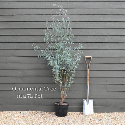 5ft Half-Standard Mature Hardy Gunnii Eucalyptus Tree | 6/8cm Girth | 7L pot