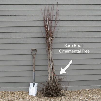 5ft 'Profusion Improved' Crabapple Tree | Malus moerlandsii | Bare Root | 2 Years Old
