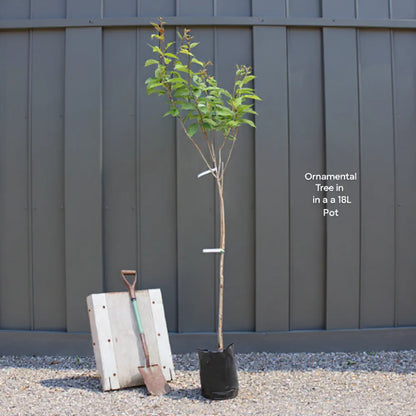 Pair of Mature 6ft Half Standard Bay Trees | Laurus Nobilis | 18L Pots