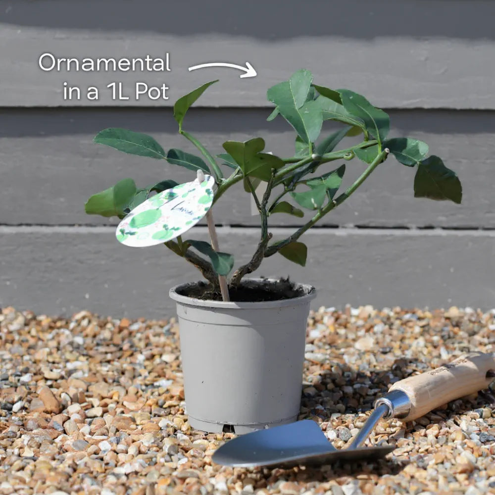 2ft Japanese Maple Shrub | Acer palmatum 'Butterfly' | 1.5L Pot