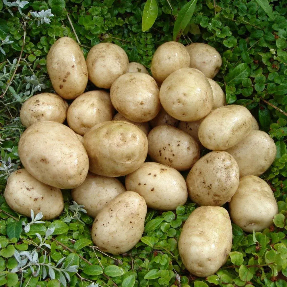 #5kg Bag (Approx 40-70 Tubers)