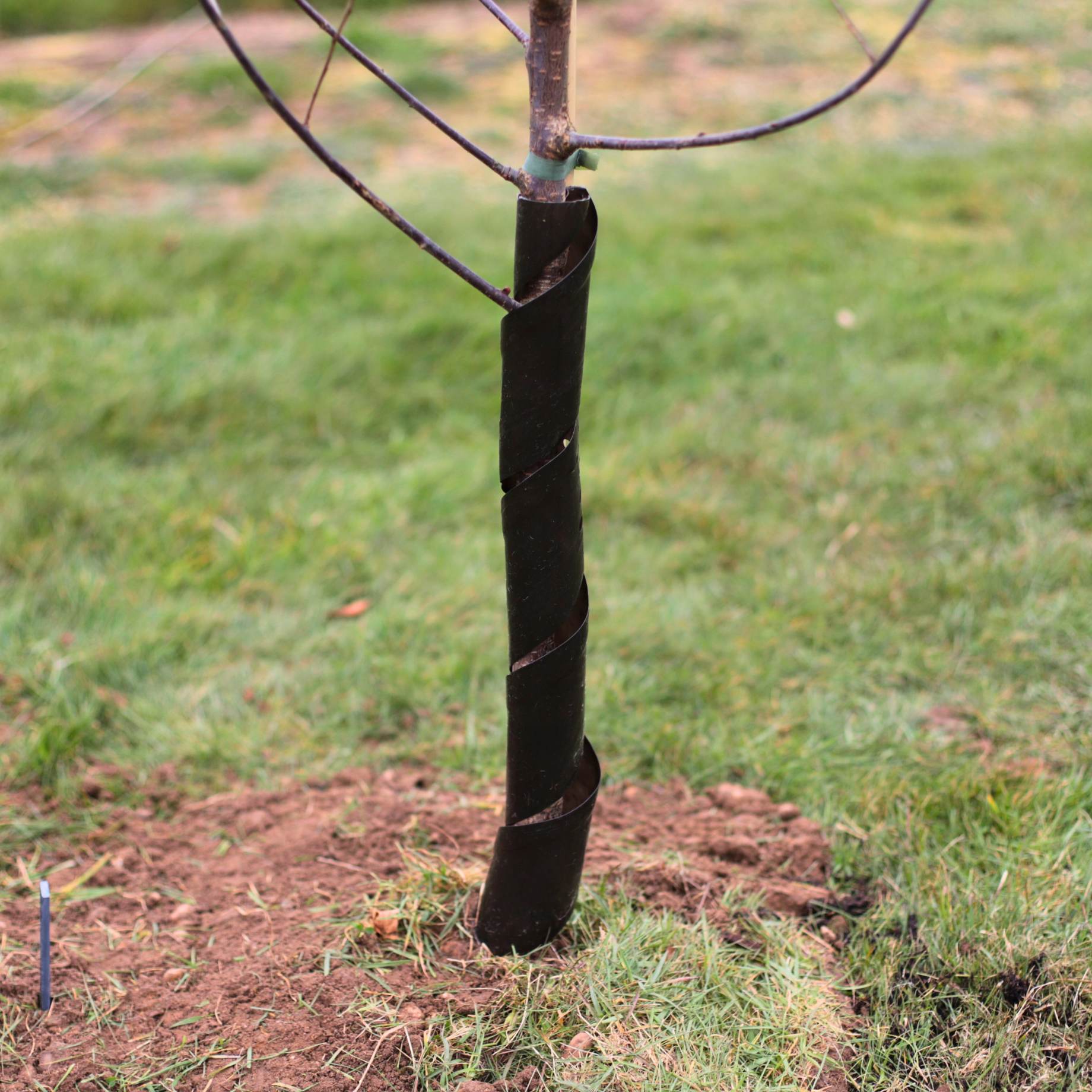 Biodegradable Rabbit Guard โ Planters.co.uk