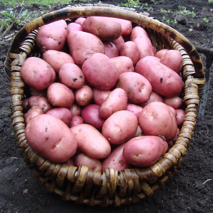 #5kg Bag (Approx 40-70 Tubers)