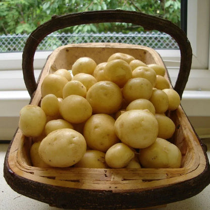 #5kg Bag (Approx 40-70 Tubers)