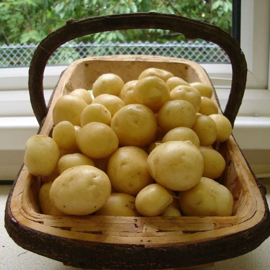 #5kg Bag (Approx 40-70 Tubers)