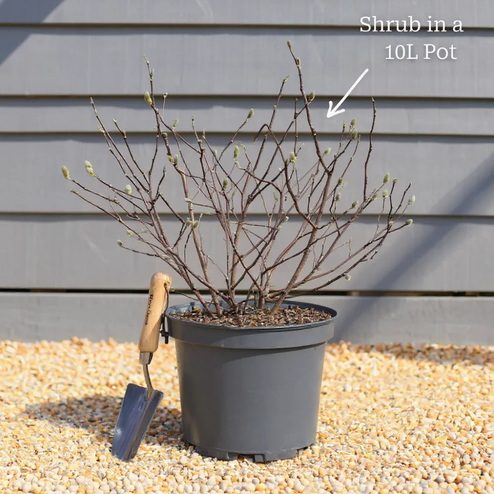 3ft Hydrangea arborescens 'Annabelle' | 10L Pot