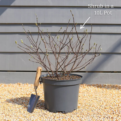 3ft Hydrangea arborescens 'Annabelle' | 10L Pot