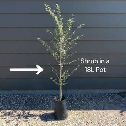 6ft Fagus Sylvatica | 3 Year Old Mature Tree in a 18L Pot