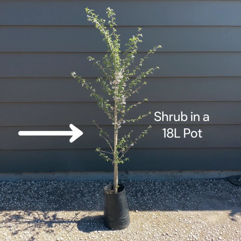 6ft Fagus Sylvatica Purpurea | 3 Year Old Mature Tree in a 18L Pot