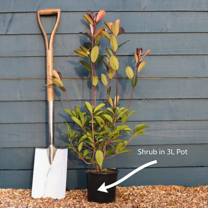 2ft Prunus 'Kojo-no-mai' | 3L Pot