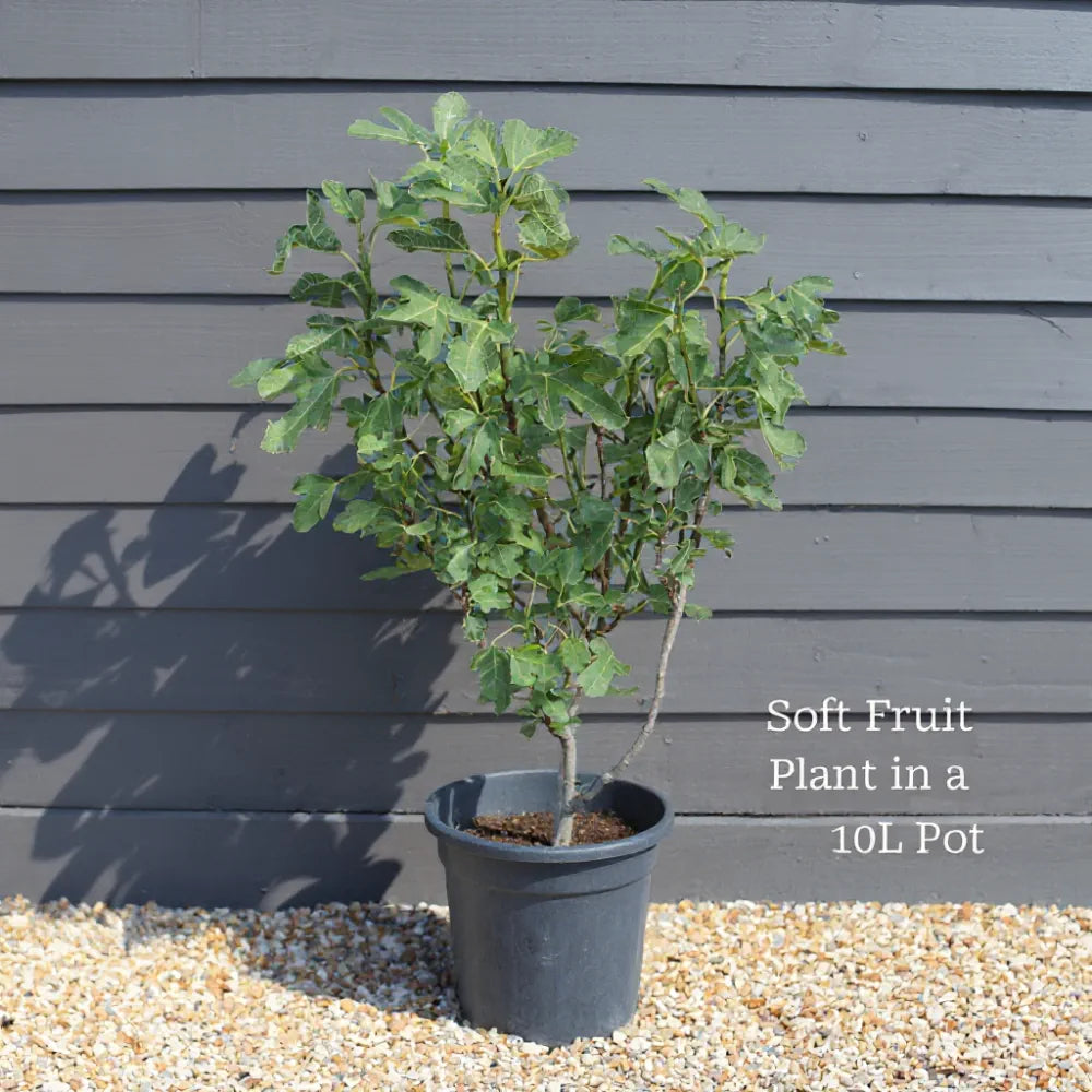 5ft Half Standard UK Hardy Fig Tree | 'Brown Turkey' | 10L Pot