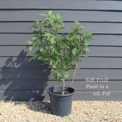 UK Hardy Fig Tree | 2ft 'Brown Turkey' in 10L Pot