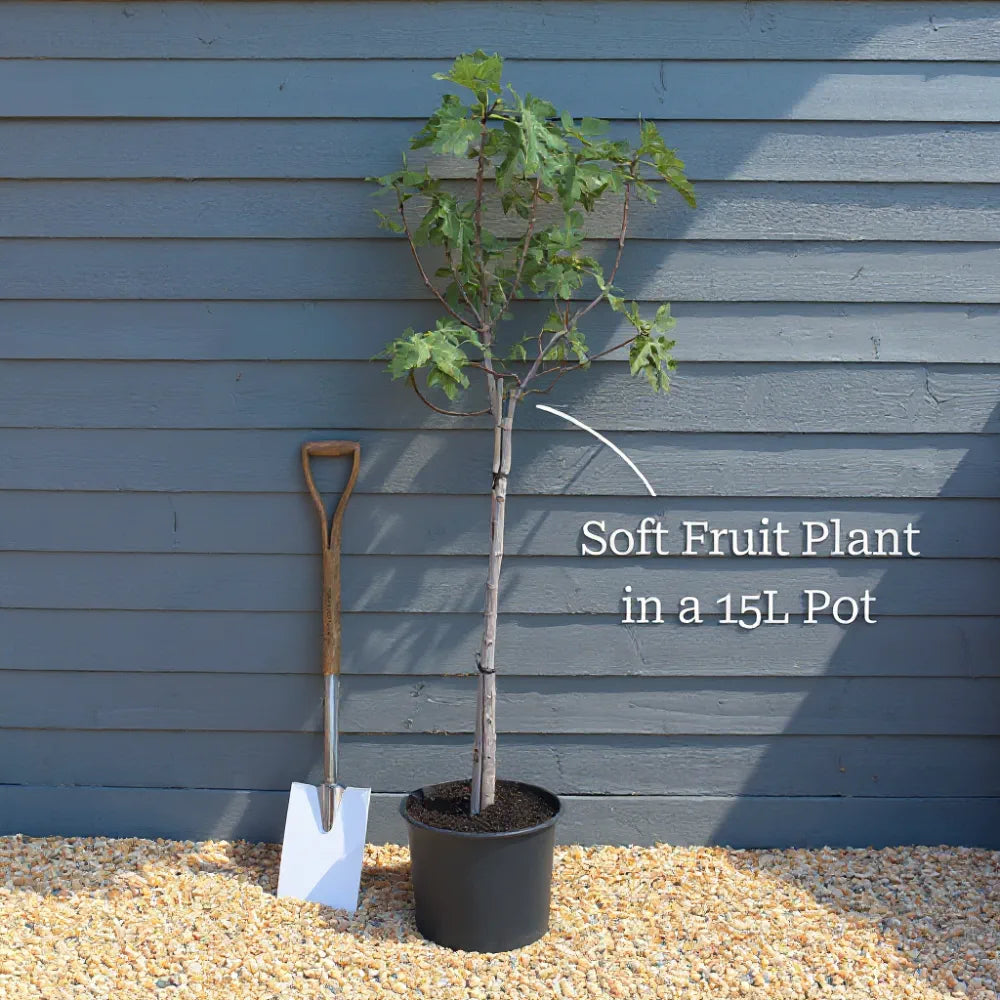 7ft UK Hardy Fig Tree | 'Brown Turkey' | 15L Pot