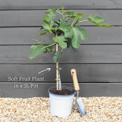 3 Ben Lomond Blackcurrant Plants | 3L Pots
