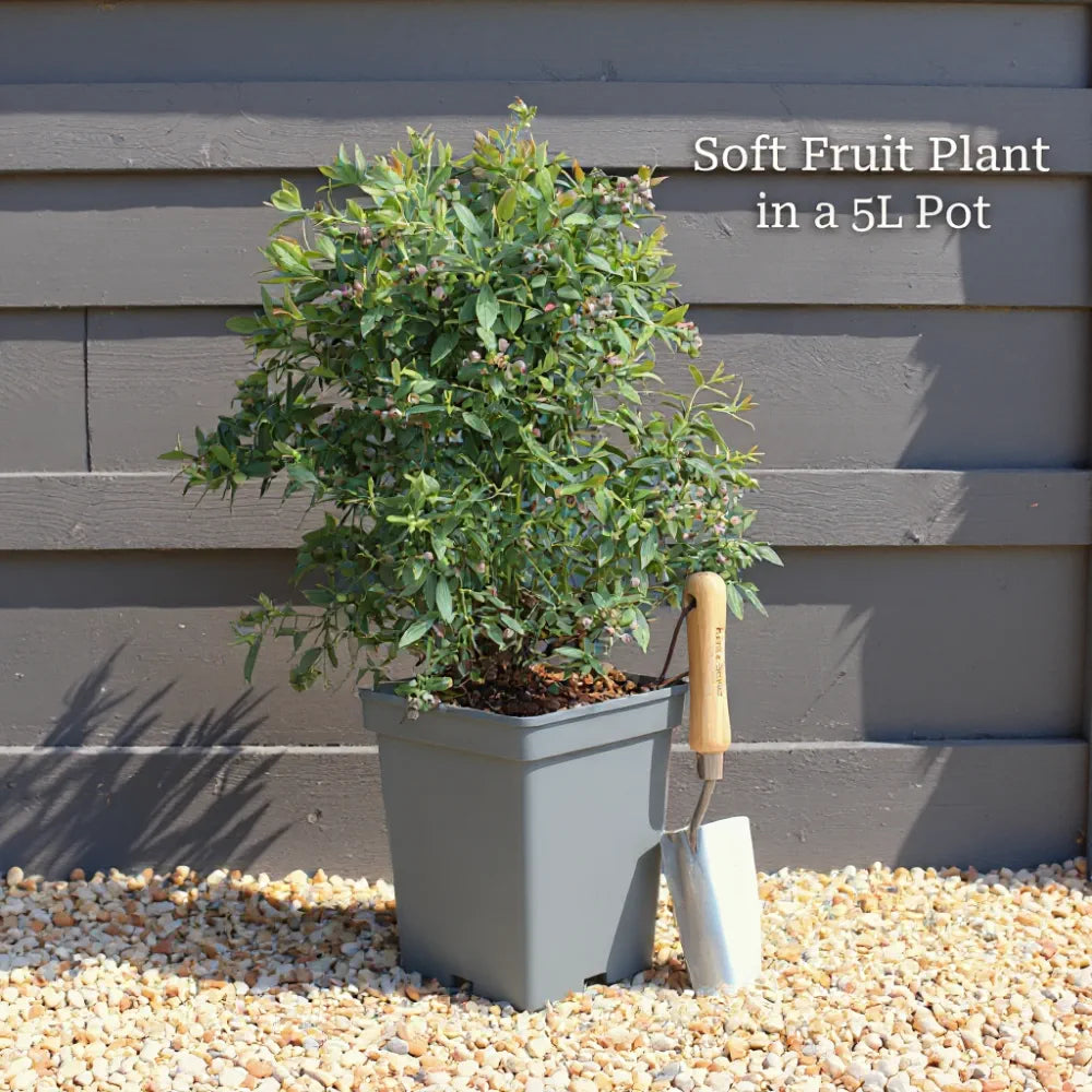 2ft Yummy' Patio Raspberry Plant | 5L Pot