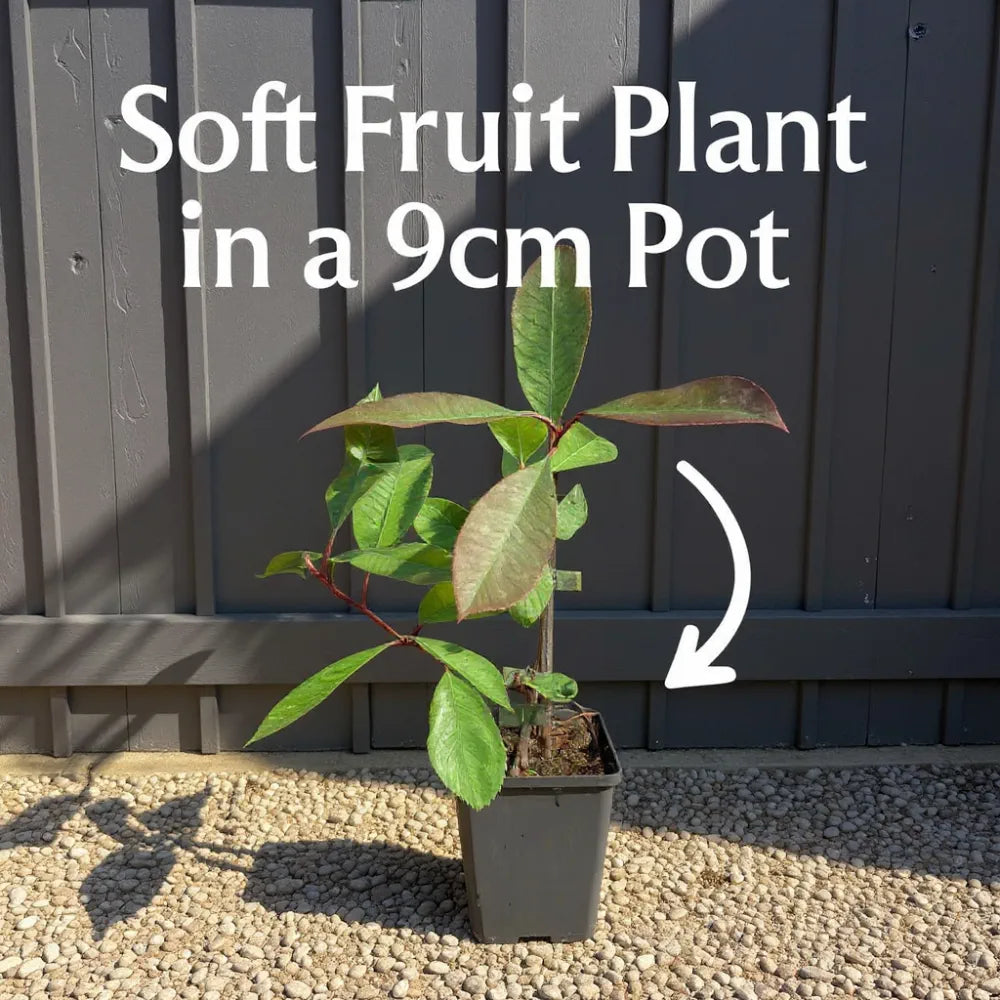 9 Mara Des Bois Strawberry Plants | 9cm Pots