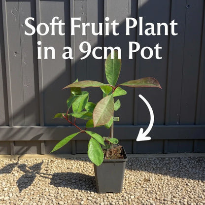 9 Summer Breeze Cherry' Strawberry Plants | 9cm Pots