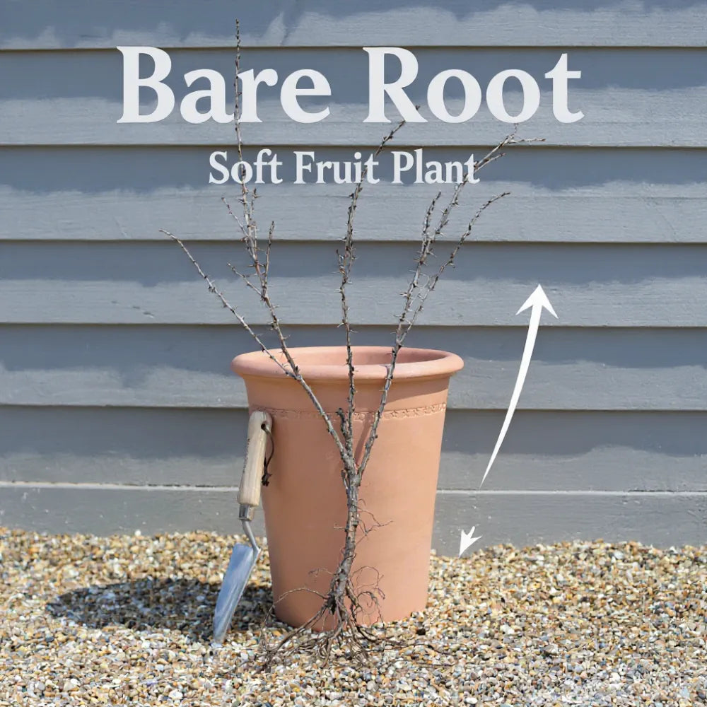 2ft Gloire de Sablons' Pink Currant Plant | Bare Root