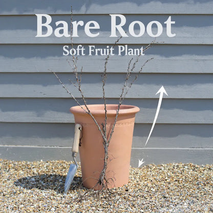 2ft Gloire de Sablons' Pink Currant Plant | Bare Root