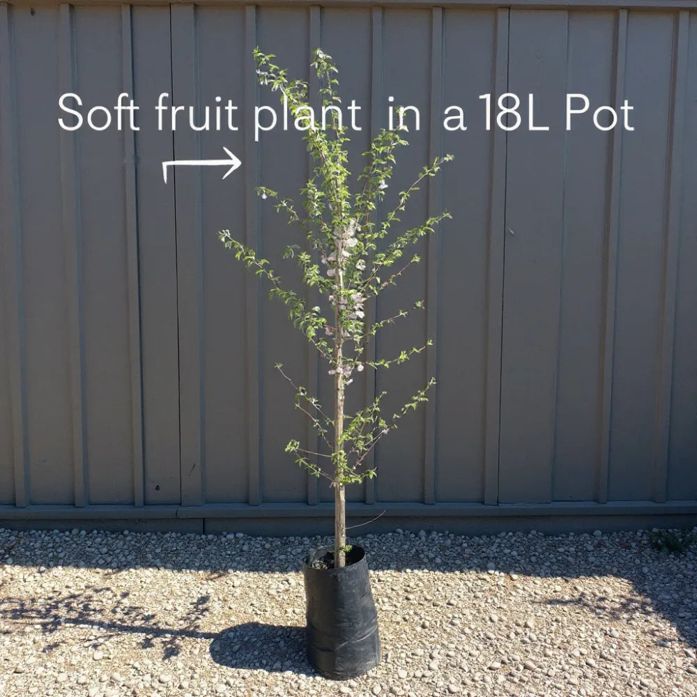 7ft Mature Nottingham Medlar Tree | 4 Years Old