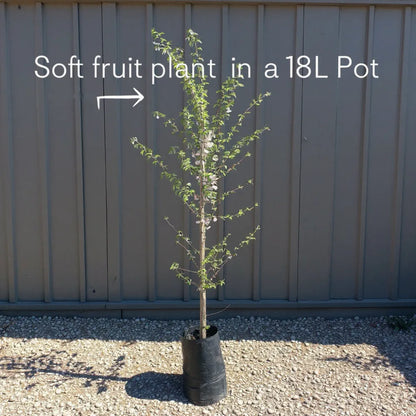 7ft Mature Nottingham Medlar Tree | 4 Years Old