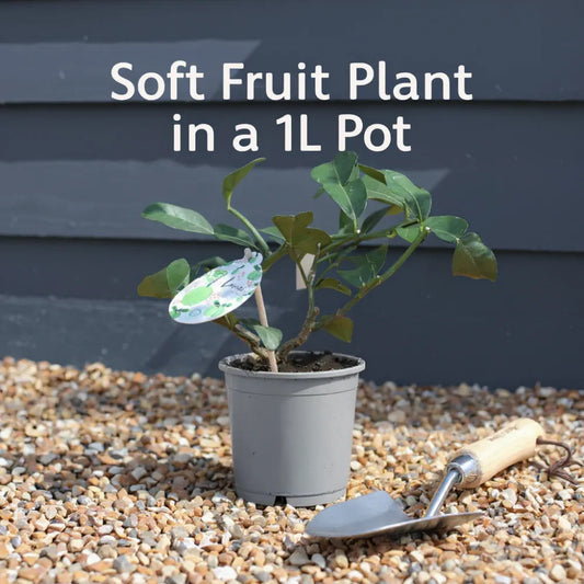 1ft Red Pearl Lingonberry Plants | 9cm Pot