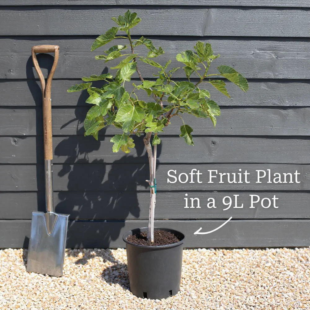 5ft 'Wellington' Mulberry Tree | 9L Pot | 2 Years Old