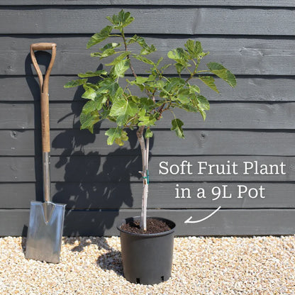 5ft Nottingham Medlar Tree | 9L Pot | 2 Years Old
