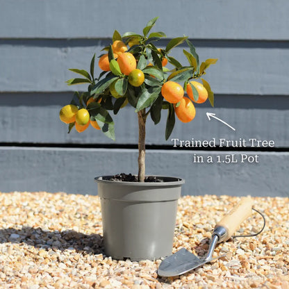 Patio Kumquat Tree | Grafted | 1.5L Pot