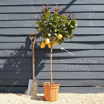 5ft Mature Patio Lemon Tree | 4 Seasons Lemon | Grafted Tree in a 10L Pot | 3 Sizes