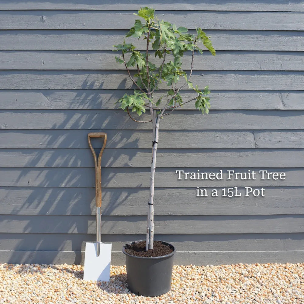 7ft 'Brown Turkey' Half-Standard Fig Tree | 15L Pot