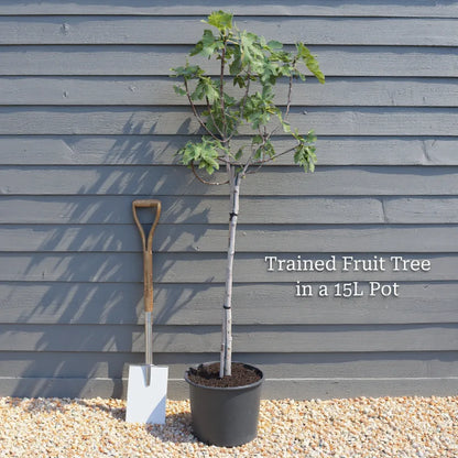 7ft 'Brown Turkey' Half-Standard Fig Tree | 15L Pot