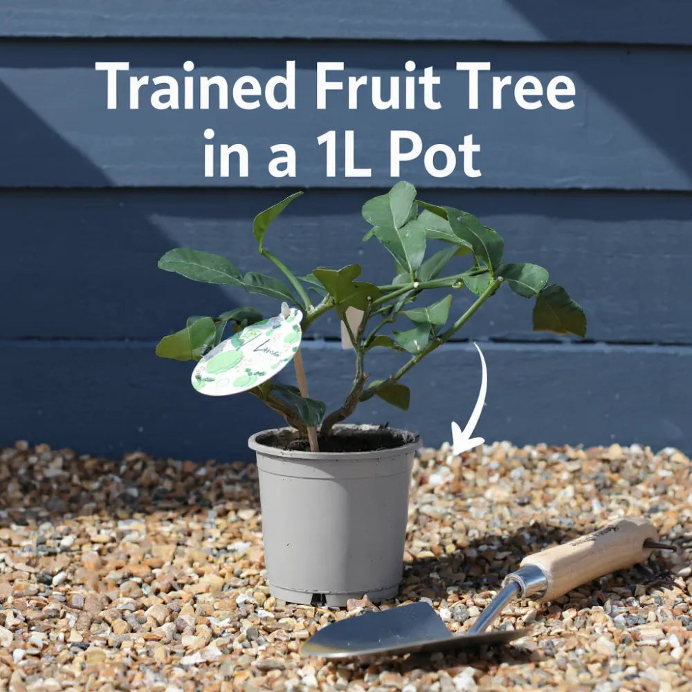 Kaffir Lime Tree | Citrus Hystrix | 1L Pot