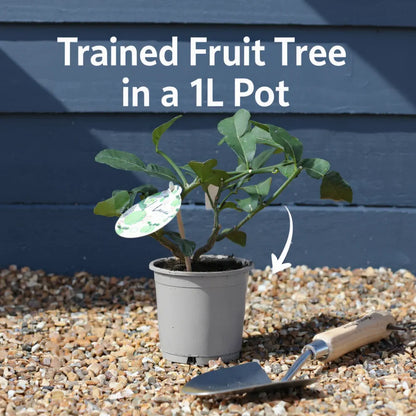 Kaffir Lime Tree | Citrus Hystrix | 1L Pot