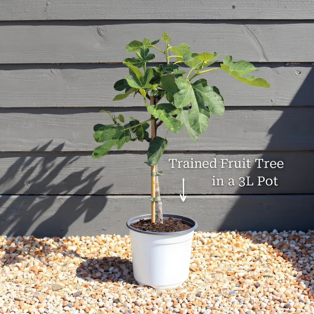 3ft 'White Peachy' Patio Peach Tree | 3L Pot