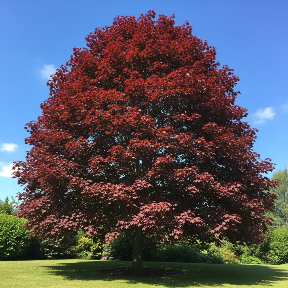 7ft Norway Maple Tree | Mature Acer platanoides 'Crimson Sentry' | 18L Pot