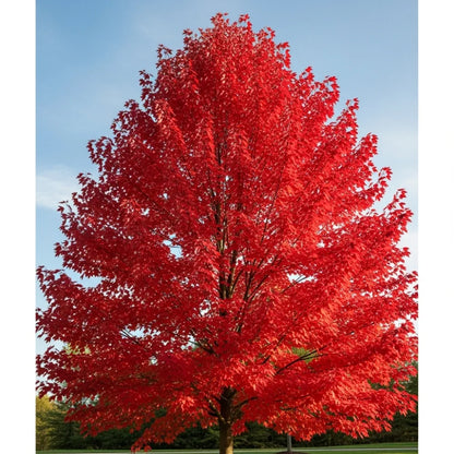 5ft 'Red Pointe' Canadian Red Maple Tree | Acer rubrum | 9L Pot