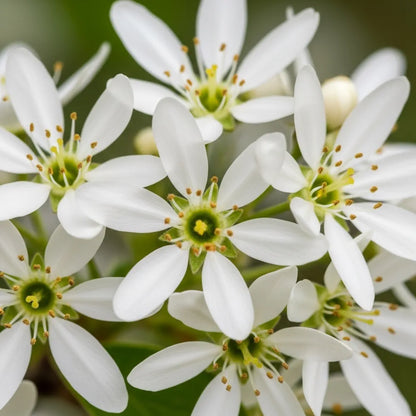100-125cm Amelanchier canadensis Hedging | Bare Root