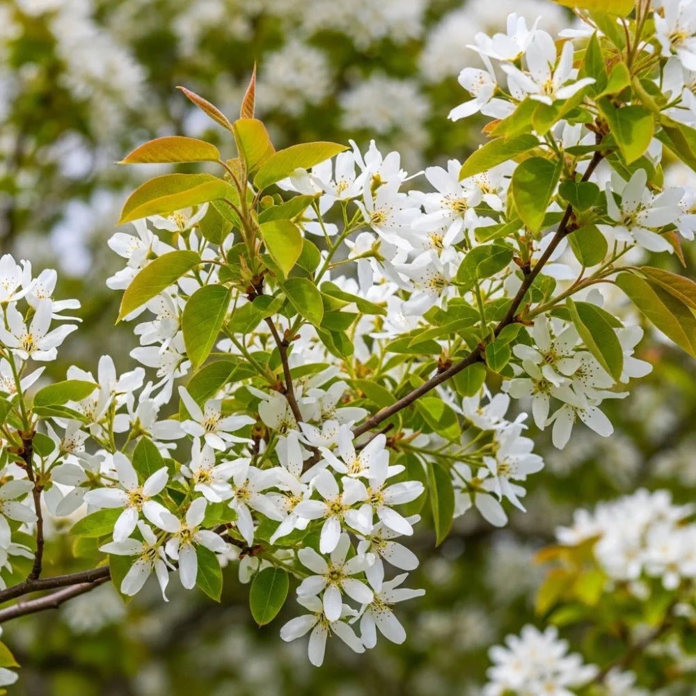 100-125cm Amelanchier canadensis Hedging | Bare Root