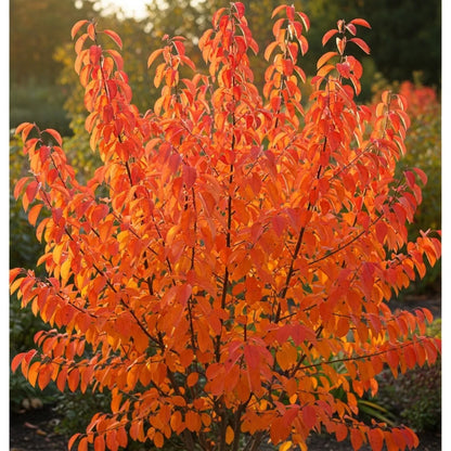 80-100cm Amelanchier canadensis Hedging | Bare Root