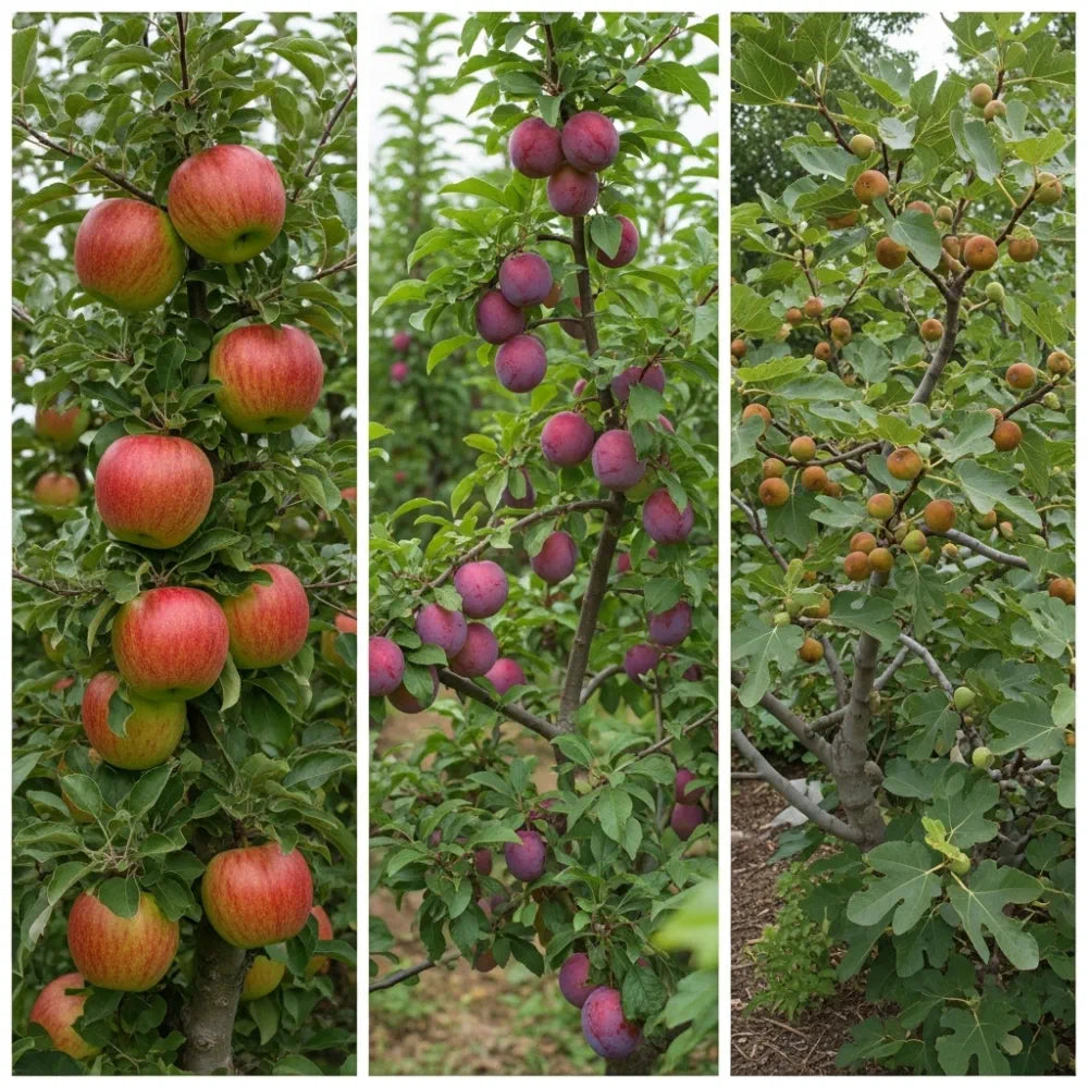3 Super Easy to Grow Fruit Trees | Apple (9L), Fig (3L) & Plum (9L)