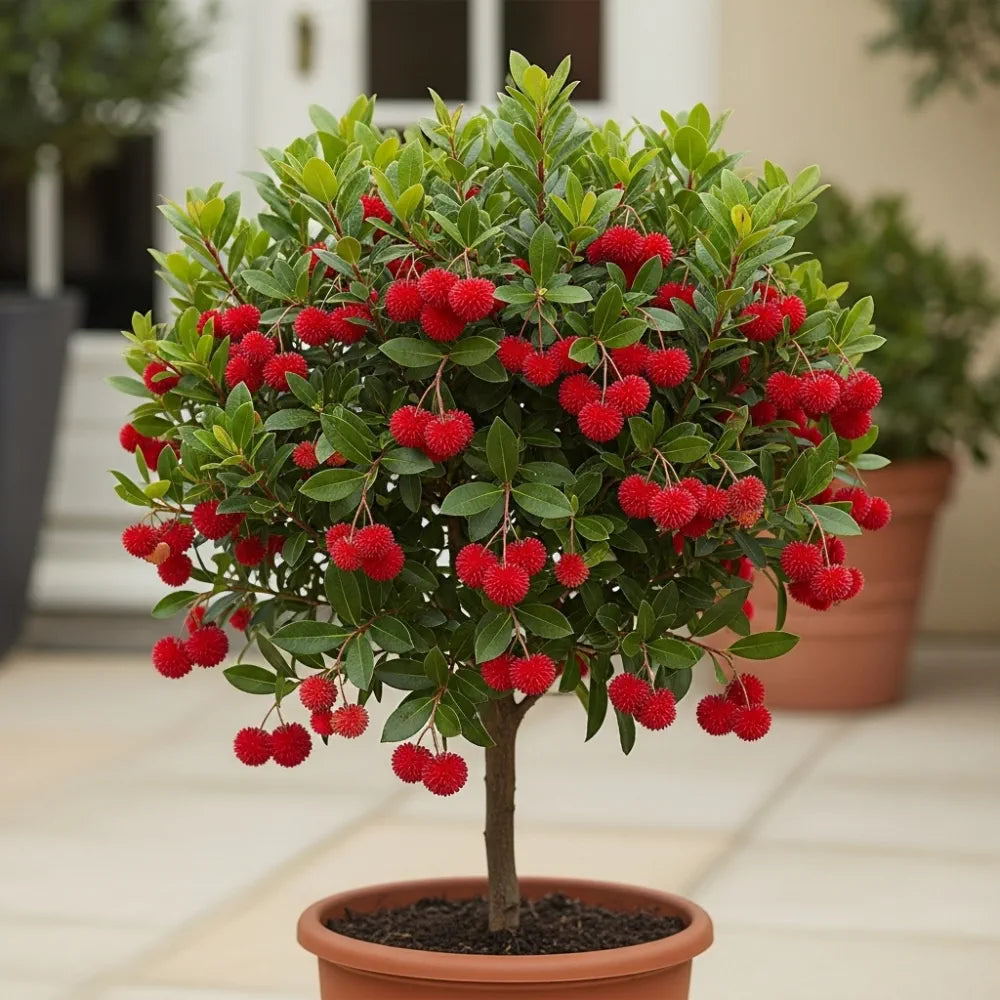 2 3ft Strawberry Trees | Arbutus unedo
