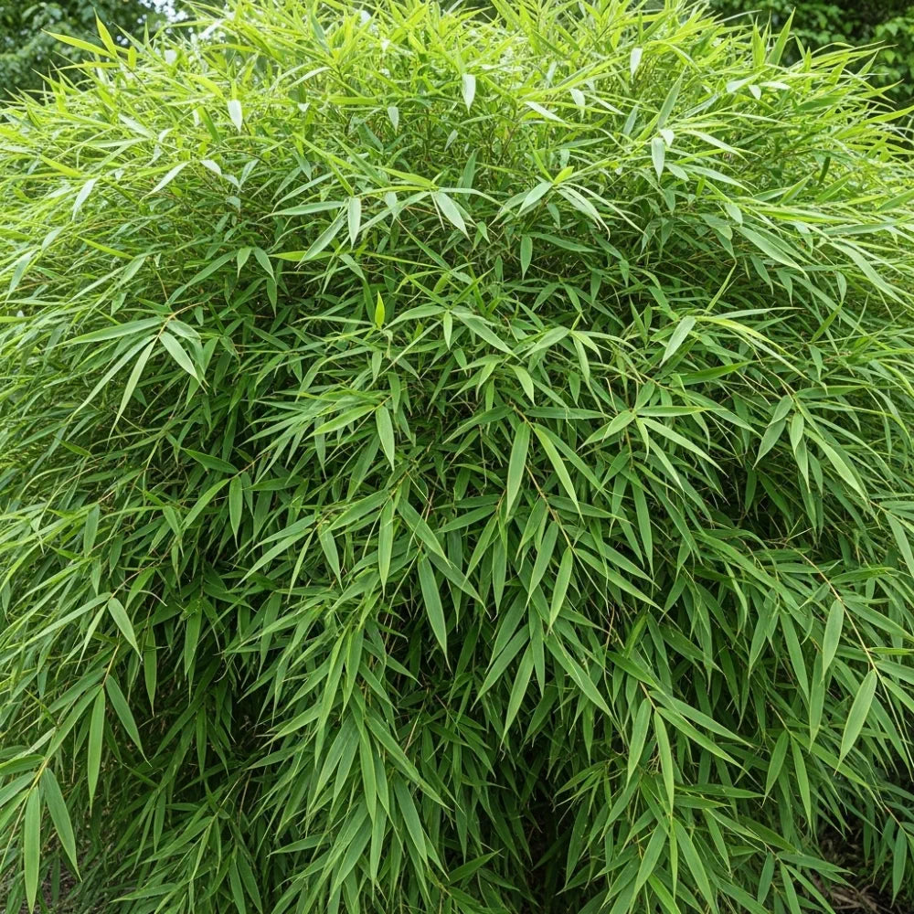 6ft Arrow Bamboo | 10L Pot