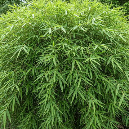 6ft Arrow Bamboo | 10L Pot