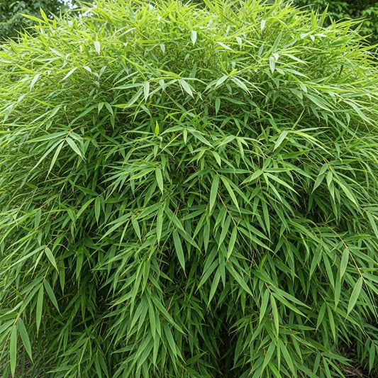 6ft Arrow Bamboo | 10L Pot